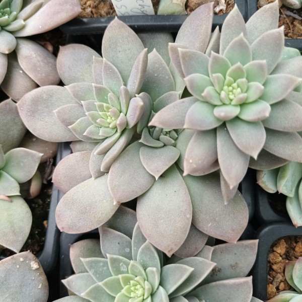 Echeveria carnicolor