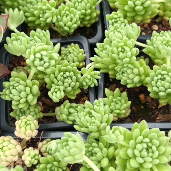 Sedum Hirsutum ssp. Hirsutm