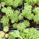 Sedum Hirsutum ssp. Hirsutm