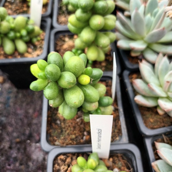 Sedum 'Hernandezii'