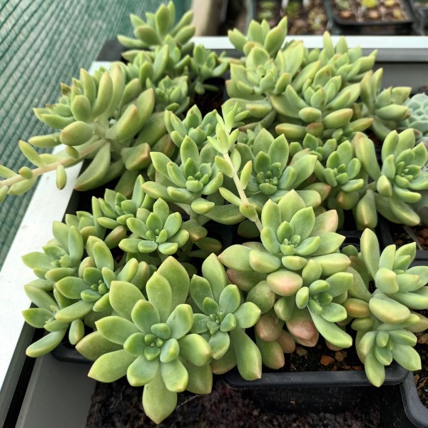 Sedum 'Gospo'