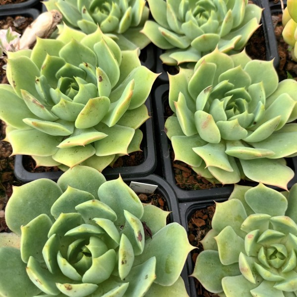 Echeveria 'Ramillette'