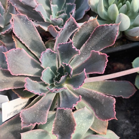 Echeveria 'Néon Breakers'