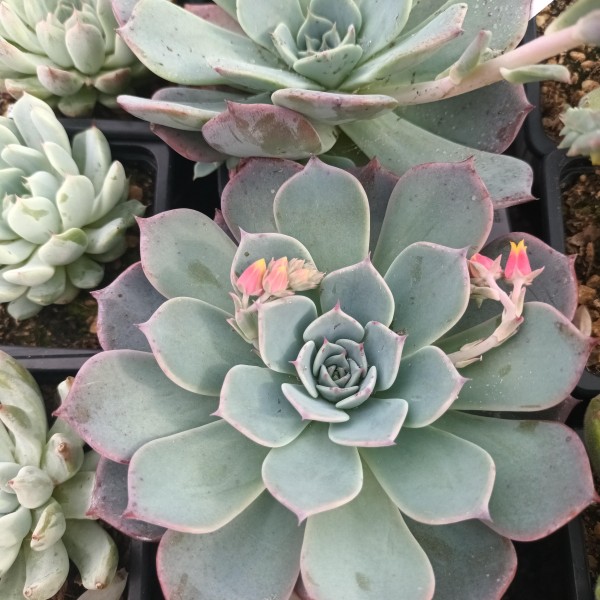 Echeveria secunda 'Azulita'