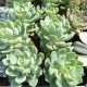 Sedeveria 'Spring Jade'