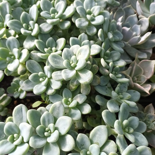 Sedum 'Clavatum'