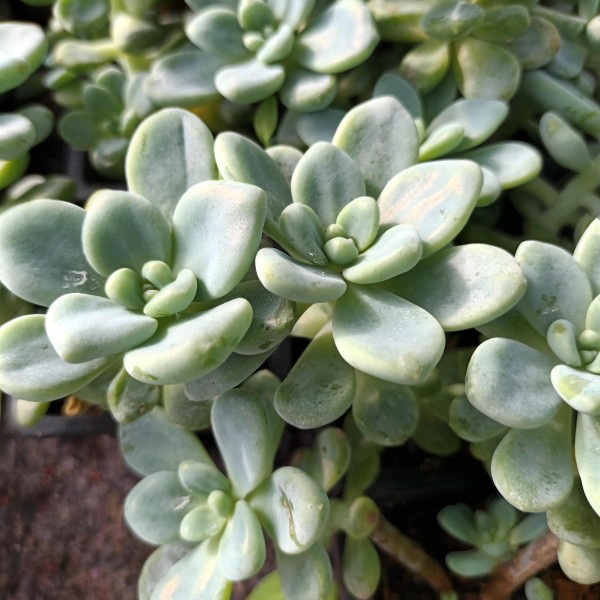 Sedum 'Clavatum'