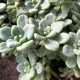 Sedum 'Clavatum'