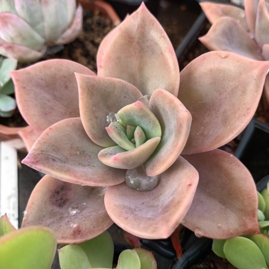 Graptoveria 'Albert Baynes'