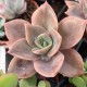 Graptoveria 'Albert Baynes'