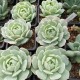 Echeveria derenbergii