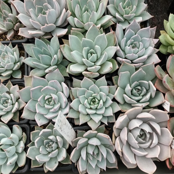 Echeveria Cuspidata var menchaca