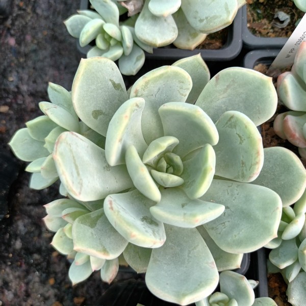 Graptoveria 'A Grim One'