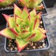 Echeveria Agavoïdes 'Red Edge'