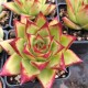 Echeveria Agavoïdes 'Red Edge'