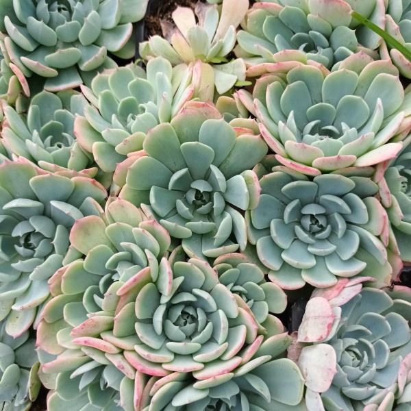 Echeveria secunda isi 2001-30