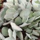 Cotyledon orbiculata var. oblonga