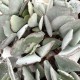 Cotyledon orbiculata var. oblonga