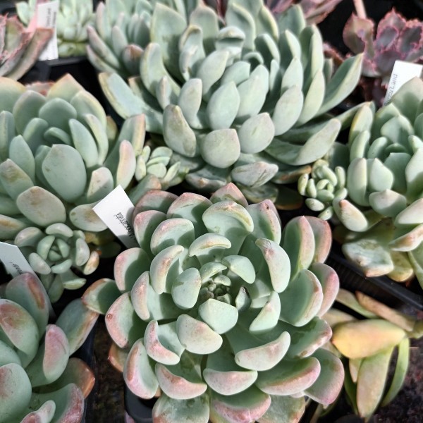 Pachyveria 'Scheideckeri'