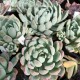 Pachyveria 'Scheideckeri'