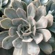 Echeveria 'Brocéliande'