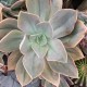 Graptoveria 'Jeremie'