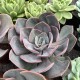 Echeveria 'Dusty Rose'