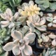 Graptosedum 'Ghosty' variegata