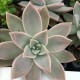 Graptoveria 'Parme'