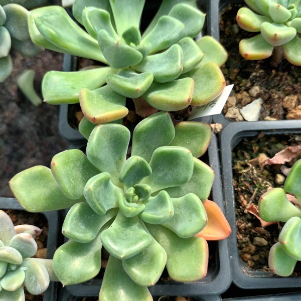 Echeveria setosa var oteroi