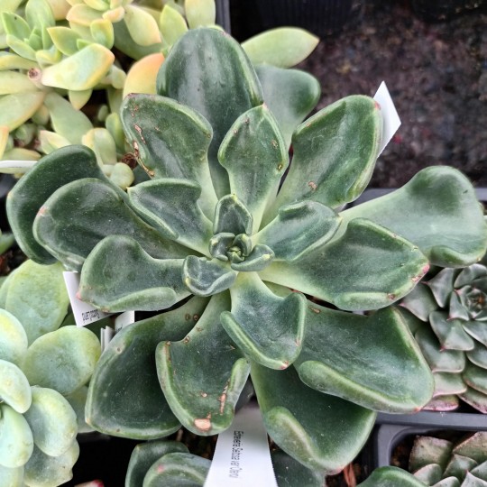 Echeveria setosa var oteroi