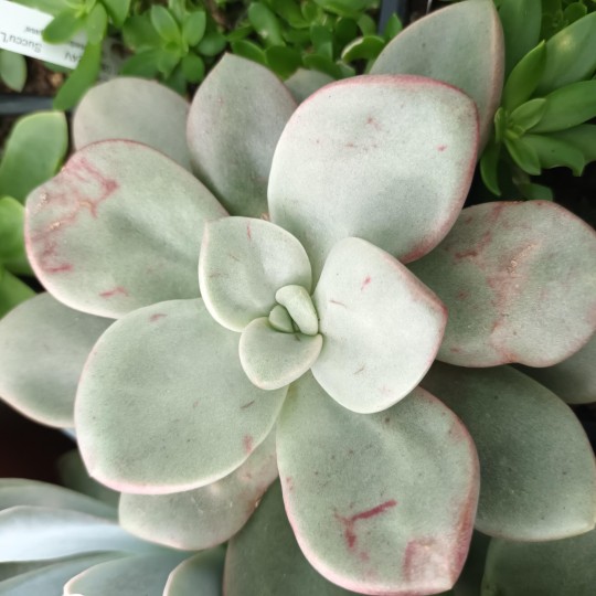 Graptoveria 'Cumbre vieja'