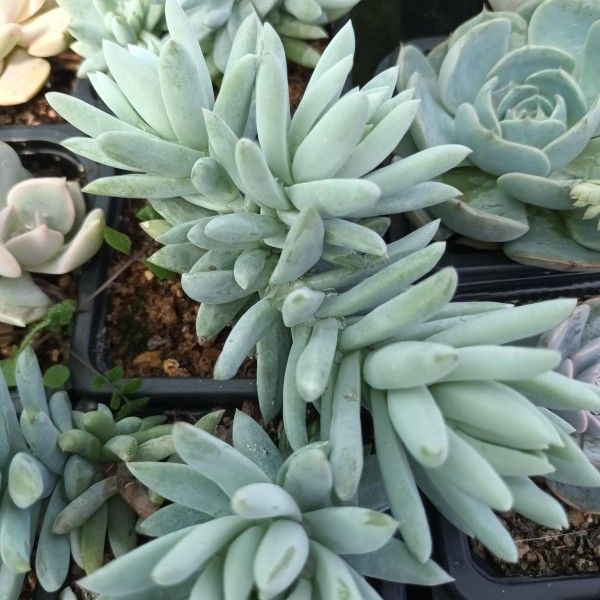 Sedeveria 'Soft Rime'
