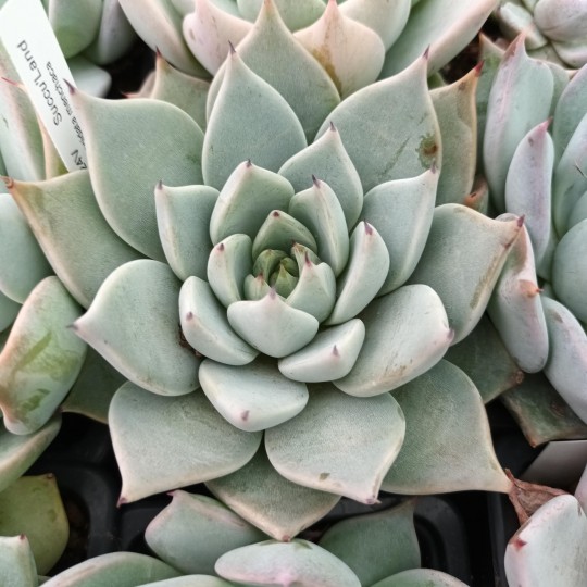 Echeveria Cuspidata var menchaca