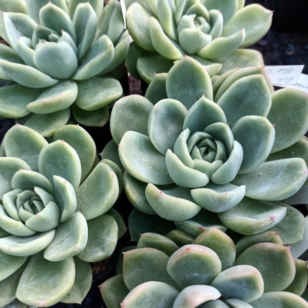 Echeveria X gilva 'blue surprise'