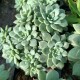 Graptosedum 'Alvis'