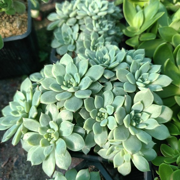 Graptosedum 'Alvis'