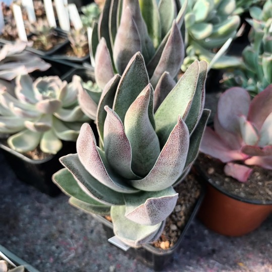 Crassula 'Lotus garnet'