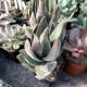 Crassula 'Lotus garnet'