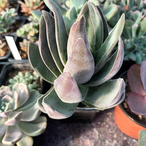 Crassula 'Lotus garnet'