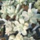 Graptosedum 'Ghosty' variegata