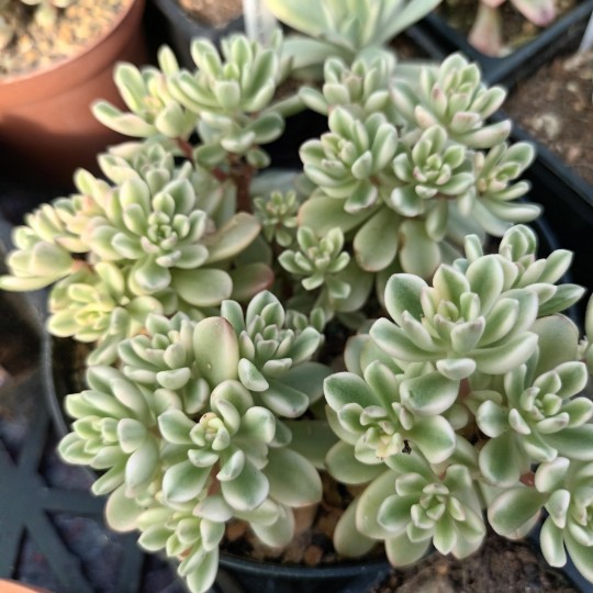 Sedum 'Joyce Tulloch' Variegata