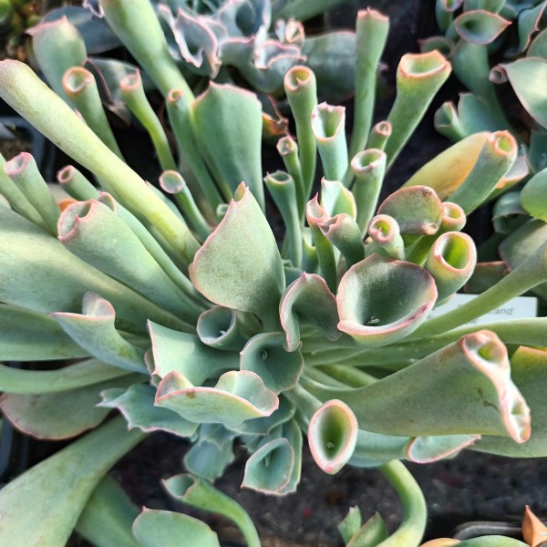 Echeveria 'Pinky Trumpet'