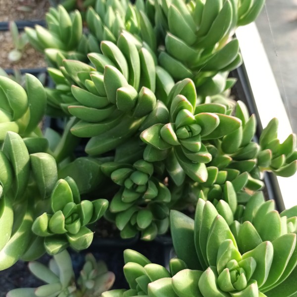 Crassula Benjamin