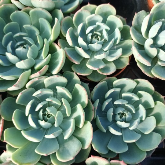 Echeveria secunda isi 2001-30