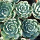 Echeveria secunda isi 2001-30