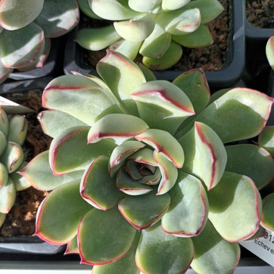 Echeveria pulidonnis