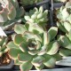 Echeveria pulidonnis