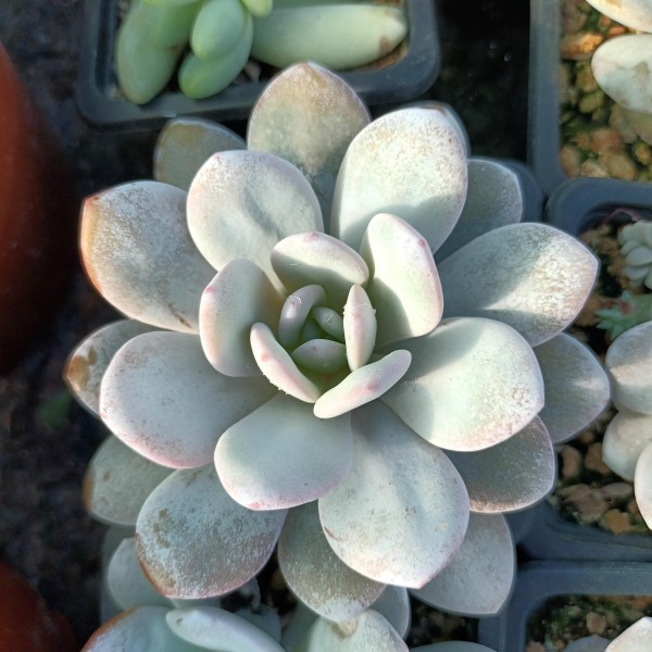 Echeveria laui