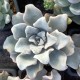 Echeveria Crispate Beauty